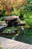 Aquatic plants and small waterfall in garden pond