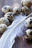 Quail's eggs and a feather