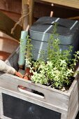 A pot of herbs and garden tools in a wooden crate