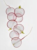 Radish slices