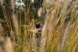 Blick zwischen Gräsern auf Stuhl sitzende Katze