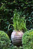 Amphora of reed-like plants between two box balls in courtyard