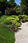 Pillows of lady's mantle next to gravel path in sunny garden