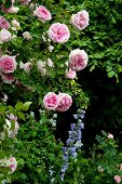 Rosafarbene Rose (Sorte: Blairii Nr. 2) und blauen Rittersporn