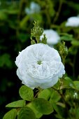 White damask rose (variety: 'Mme Hardy') flowering in garden