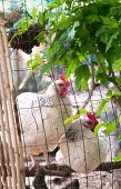 Hens behind wire fence