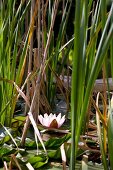 Pond with water lily and reeds