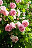 Flowering rose (variety: Constance Spry)