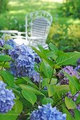 Blühende Hortensie im Garten