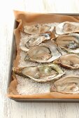 Oysters in salt on a baking dish