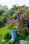 Nostalgische Giesskanne vor Brunnen in mediterranem Garten mit Rosenbusch.