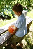 Young boy carrying a pumpkin to a garden bench