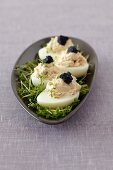 Gefüllte Eier mit Räuchermakrelenpaste und Kaviar auf Kresse