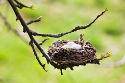 Easter nest on twig