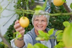 Ältere Frau pflückt Zitronen vom Baum