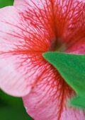 Eine rosa Petunia