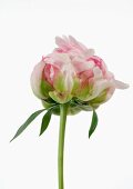 Variegated peony, low angle view