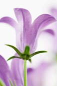 Balloon flower, low angle view, close-up