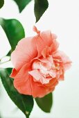 Pink camellia flower, close-up