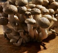 Shimeji mushrooms on wooden background