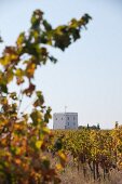Vines and tower on the Esporão winery