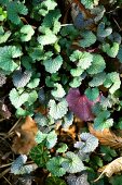 Knoblauchrauke (Alliaria petiolata)