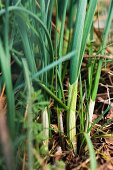 Wild garlic (Allium Vineale)