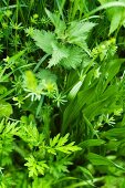 Mugwort, ribwort plantain, stinging nettles and lady's bedstraw