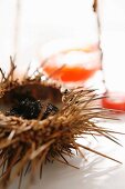 Sea urchin