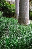 Close up of Liriope muscari ‘Evergreen Giant’