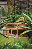 Blick zwischen Aloe auf Holzbank vor beranktem Zaun im Garten