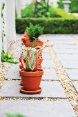 Terracotta pots of succulents on terrace flags