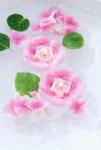 Rose-shaped, scented floating candles in bowl of water