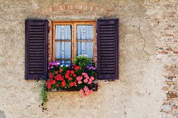 Colorful Flowers in Window Flower Box
