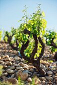 An old Grenache vine in a vineyard with so-called galets roules - large round pebbles