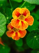 Flowering nasturtiums