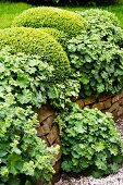 Lady's mantle growing in a garden