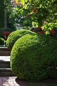 Buchsbaumkugel am Gartenweg