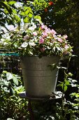 Busy Lizzies growing in zinc bucket