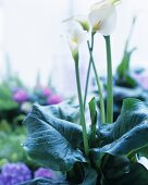 White calla lilies in a plant pot