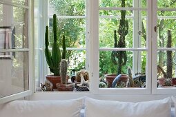 Cacti collection between panes of double windows