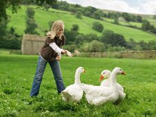 Girl Feeding Geese