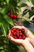 Two hands holding cherries