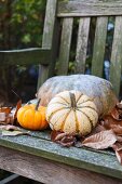 Pumpkins on a wooden bench