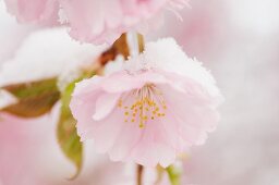 Snow-capped cherry blossom