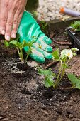 Fertilising strawberry plants