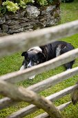 Durch das verwitterte Holzgatter fotografierter schwarz-weißer Hund, der auf der Rasenfläche vor Natursteinmauer im Garten liegt