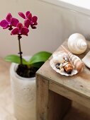 Collection of seashells on rustic wooden stool next to flowering orchid
