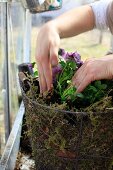 Planting violas in basket of moss