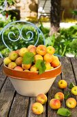 Freshly picked apricots in a ceramic bowl on a table outside